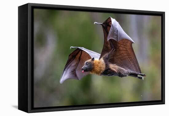 Grey-headed flying-fox in flight, with tongue out, Australia-Doug Gimesy-Framed Premier Image Canvas