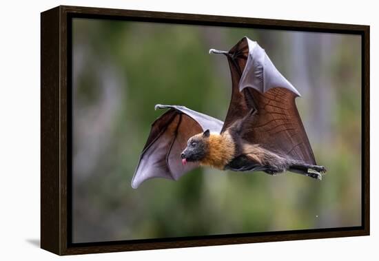 Grey-headed flying-fox in flight, with tongue out, Australia-Doug Gimesy-Framed Premier Image Canvas