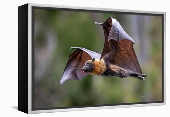 Grey-headed flying-fox in flight, with tongue out, Australia-Doug Gimesy-Framed Premier Image Canvas