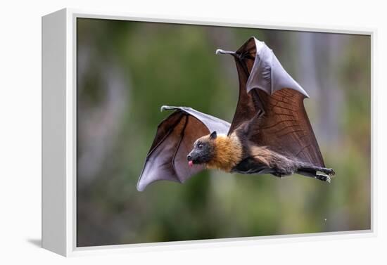 Grey-headed flying-fox in flight, with tongue out, Australia-Doug Gimesy-Framed Premier Image Canvas