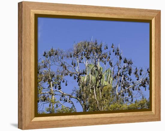 Grey-Headed Flying Fox, (Ptereopus Poliocephalus), Botanical Garden, Sydney, Australia-Thorsten Milse-Framed Premier Image Canvas