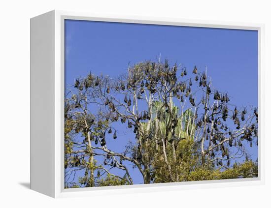 Grey-Headed Flying Fox, (Ptereopus Poliocephalus), Botanical Garden, Sydney, Australia-Thorsten Milse-Framed Premier Image Canvas