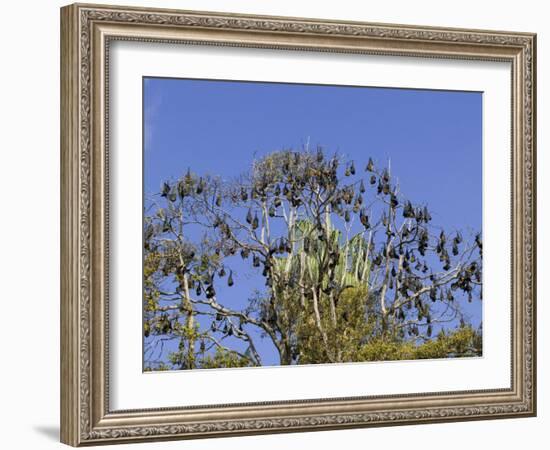 Grey-Headed Flying Fox, (Ptereopus Poliocephalus), Botanical Garden, Sydney, Australia-Thorsten Milse-Framed Photographic Print