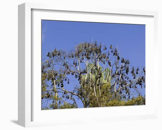 Grey-Headed Flying Fox, (Ptereopus Poliocephalus), Botanical Garden, Sydney, Australia-Thorsten Milse-Framed Photographic Print