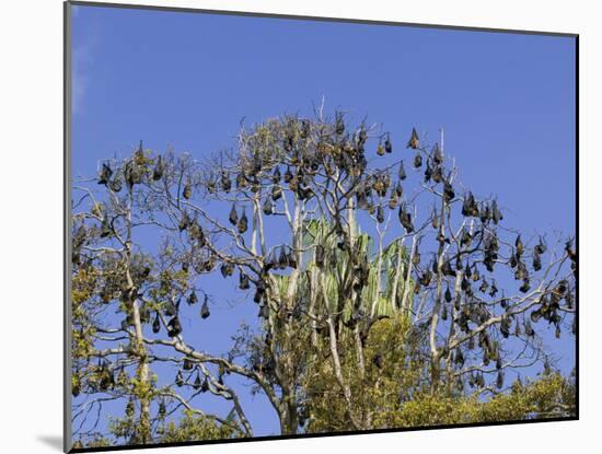 Grey-Headed Flying Fox, (Ptereopus Poliocephalus), Botanical Garden, Sydney, Australia-Thorsten Milse-Mounted Photographic Print