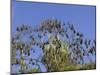 Grey-Headed Flying Fox, (Ptereopus Poliocephalus), Botanical Garden, Sydney, Australia-Thorsten Milse-Mounted Photographic Print