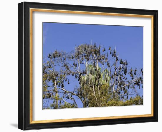 Grey-Headed Flying Fox, (Ptereopus Poliocephalus), Botanical Garden, Sydney, Australia-Thorsten Milse-Framed Photographic Print