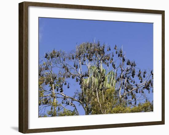 Grey-Headed Flying Fox, (Ptereopus Poliocephalus), Botanical Garden, Sydney, Australia-Thorsten Milse-Framed Photographic Print
