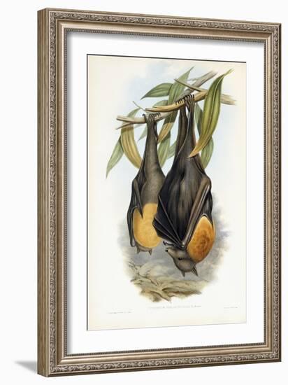Grey-Headed Flying Fox-John Gould-Framed Giclee Print