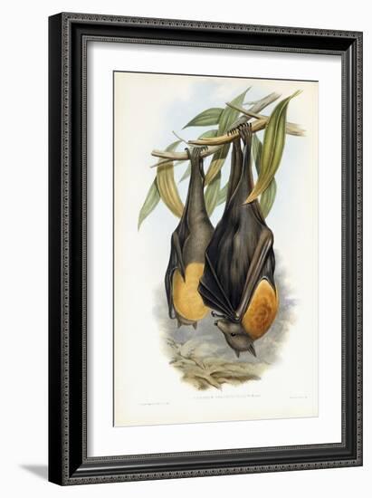 Grey-Headed Flying Fox-John Gould-Framed Giclee Print