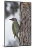 Grey-headed woodpecker on tree trunk, Lapland, Sweden-Staffan Widstrand-Mounted Photographic Print