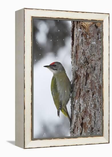 Grey-headed woodpecker on tree trunk, Lapland, Sweden-Staffan Widstrand-Framed Premier Image Canvas