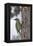 Grey-headed woodpecker on tree trunk, Lapland, Sweden-Staffan Widstrand-Framed Premier Image Canvas