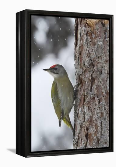 Grey-headed woodpecker on tree trunk, Lapland, Sweden-Staffan Widstrand-Framed Premier Image Canvas