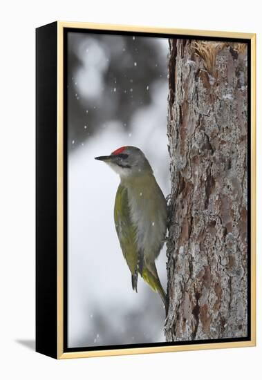 Grey-headed woodpecker on tree trunk, Lapland, Sweden-Staffan Widstrand-Framed Premier Image Canvas