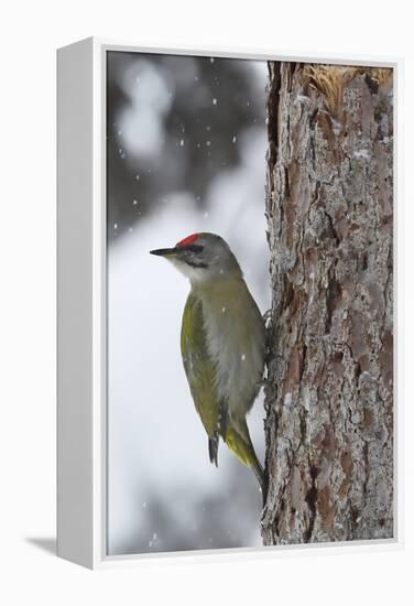 Grey-headed woodpecker on tree trunk, Lapland, Sweden-Staffan Widstrand-Framed Premier Image Canvas