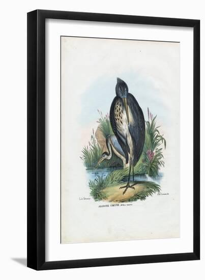 Grey Heron, 1863-79-Raimundo Petraroja-Framed Giclee Print