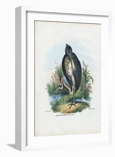 Grey Heron, 1863-79-Raimundo Petraroja-Framed Giclee Print