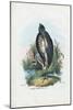 Grey Heron, 1863-79-Raimundo Petraroja-Mounted Giclee Print