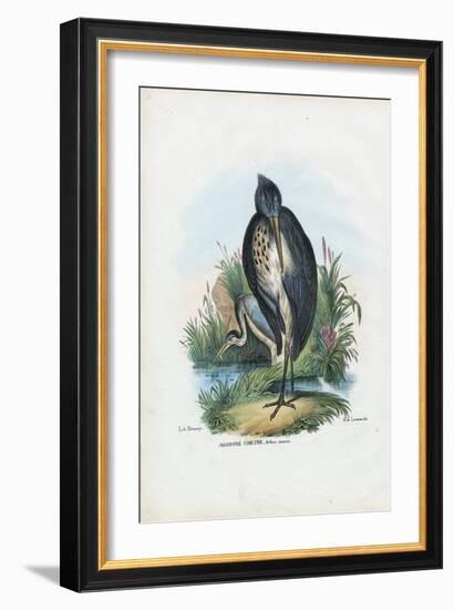 Grey Heron, 1863-79-Raimundo Petraroja-Framed Giclee Print