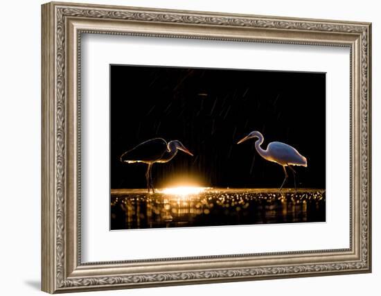 Grey heron and Great white egret, Hungary-Bence Mate-Framed Photographic Print