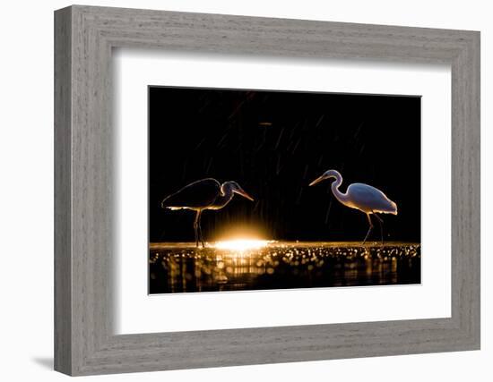 Grey heron and Great white egret, Hungary-Bence Mate-Framed Photographic Print