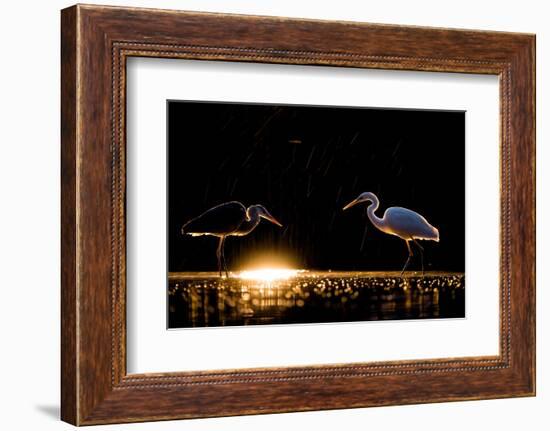 Grey heron and Great white egret, Hungary-Bence Mate-Framed Photographic Print