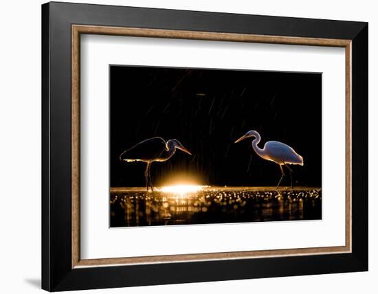 Grey heron and Great white egret, Hungary-Bence Mate-Framed Photographic Print