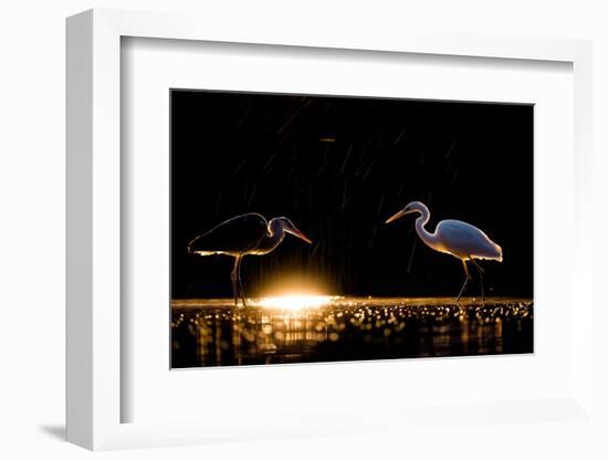 Grey heron and Great white egret, Hungary-Bence Mate-Framed Photographic Print