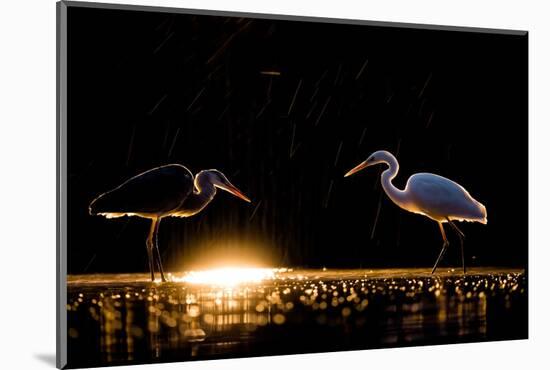 Grey heron and Great white egret, Hungary-Bence Mate-Mounted Photographic Print