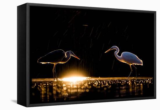 Grey heron and Great white egret, Hungary-Bence Mate-Framed Premier Image Canvas