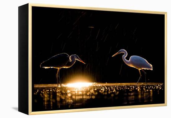 Grey heron and Great white egret, Hungary-Bence Mate-Framed Premier Image Canvas