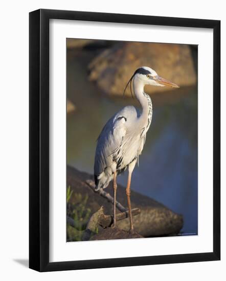 Grey Heron (Ardea Cinere), Kruger National Park, Mpumalanga, South Africa, Africa-Ann & Steve Toon-Framed Photographic Print