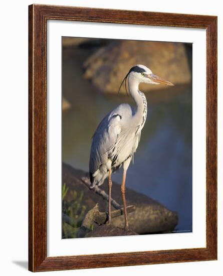 Grey Heron (Ardea Cinere), Kruger National Park, Mpumalanga, South Africa, Africa-Ann & Steve Toon-Framed Photographic Print