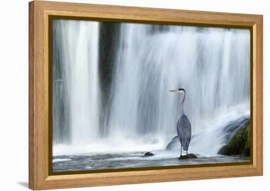 Grey Heron (Ardea Cinerea) Beneath Waterfall. Ambleside, Lake District, UK, November-Ben Hall-Framed Premier Image Canvas