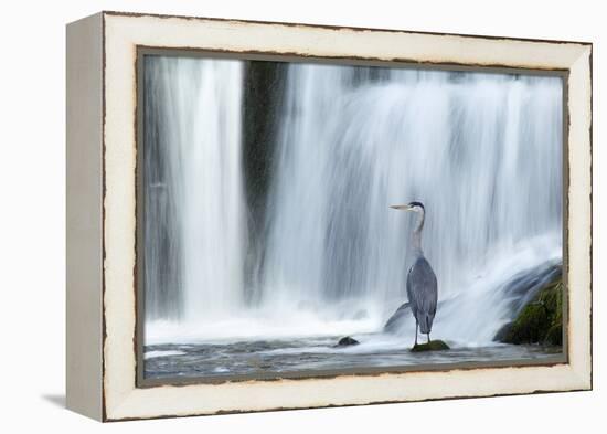 Grey Heron (Ardea Cinerea) Beneath Waterfall. Ambleside, Lake District, UK, November-Ben Hall-Framed Premier Image Canvas