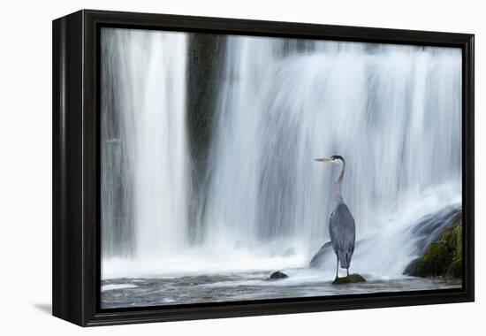 Grey Heron (Ardea Cinerea) Beneath Waterfall. Ambleside, Lake District, UK, November-Ben Hall-Framed Premier Image Canvas