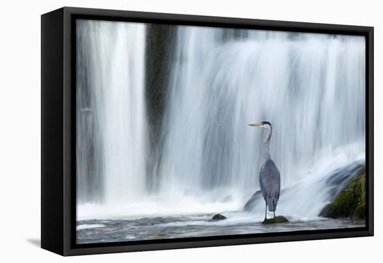 Grey Heron (Ardea Cinerea) Beneath Waterfall. Ambleside, Lake District, UK, November-Ben Hall-Framed Premier Image Canvas