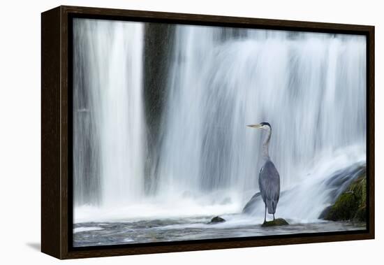 Grey Heron (Ardea Cinerea) Beneath Waterfall. Ambleside, Lake District, UK, November-Ben Hall-Framed Premier Image Canvas