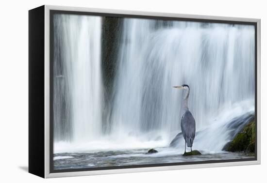 Grey Heron (Ardea Cinerea) Beneath Waterfall. Ambleside, Lake District, UK, November-Ben Hall-Framed Premier Image Canvas