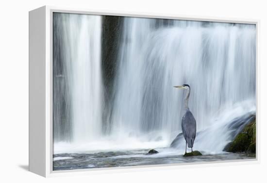 Grey Heron (Ardea Cinerea) Beneath Waterfall. Ambleside, Lake District, UK, November-Ben Hall-Framed Premier Image Canvas