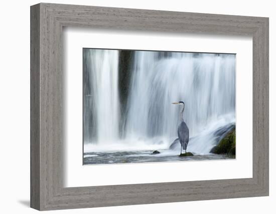 Grey Heron (Ardea Cinerea) Beneath Waterfall. Ambleside, Lake District, UK, November-Ben Hall-Framed Photographic Print