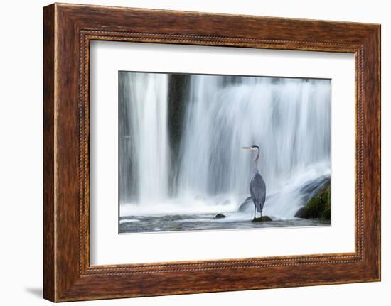 Grey Heron (Ardea Cinerea) Beneath Waterfall. Ambleside, Lake District, UK, November-Ben Hall-Framed Photographic Print