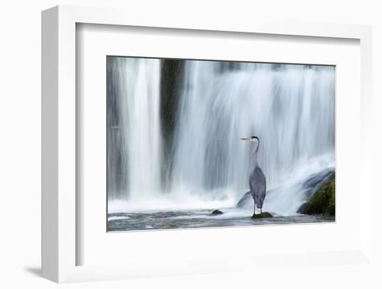 Grey Heron (Ardea Cinerea) Beneath Waterfall. Ambleside, Lake District, UK, November-Ben Hall-Framed Photographic Print