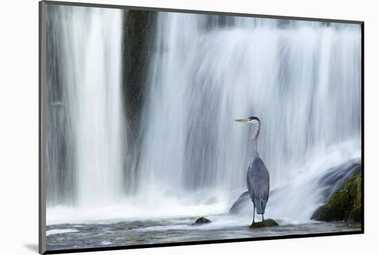 Grey Heron (Ardea Cinerea) Beneath Waterfall. Ambleside, Lake District, UK, November-Ben Hall-Mounted Photographic Print