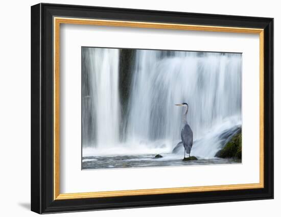 Grey Heron (Ardea Cinerea) Beneath Waterfall. Ambleside, Lake District, UK, November-Ben Hall-Framed Photographic Print