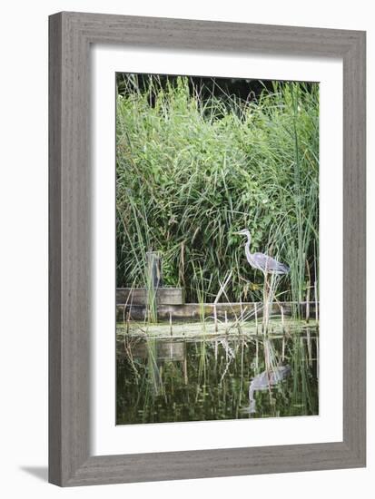 Grey Heron (Ardea Cinerea) by Waters Edge-Mark Doherty-Framed Photographic Print