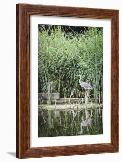 Grey Heron (Ardea Cinerea) by Waters Edge-Mark Doherty-Framed Photographic Print