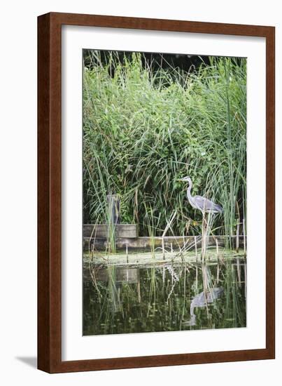 Grey Heron (Ardea Cinerea) by Waters Edge-Mark Doherty-Framed Photographic Print