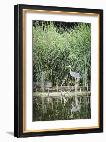 Grey Heron (Ardea Cinerea) by Waters Edge-Mark Doherty-Framed Photographic Print